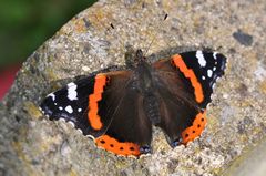 Vanessa atalanta